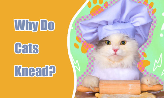 Why Cats Knead and How to Keep Them Content