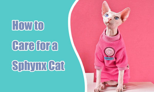The Purr-fect Guide to Sphynx Cat Care
